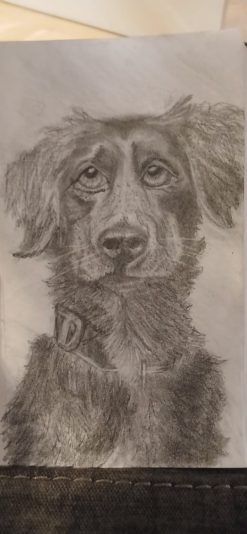 dog sketch