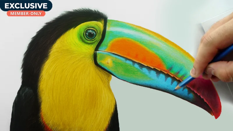 How to Draw Toucan Bird
