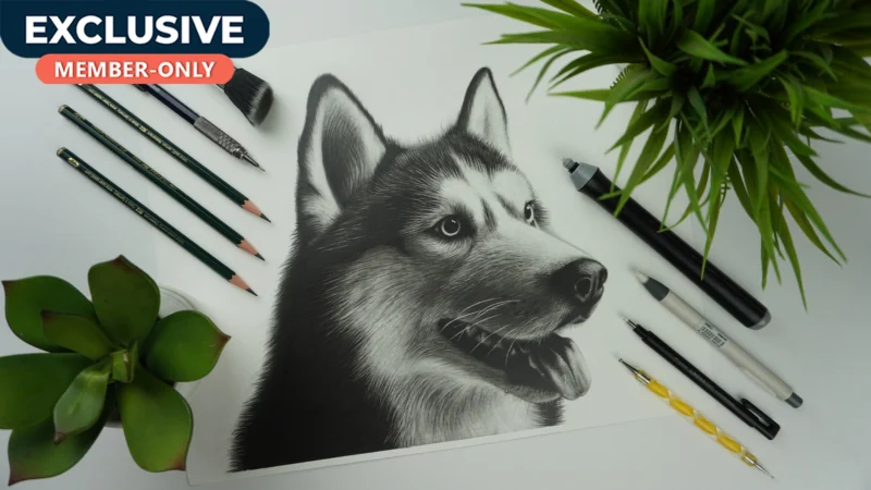How to Draw Realistic Husky Dog