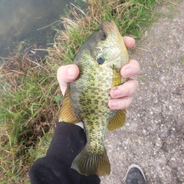 Profile photo of Austin Hildebrand