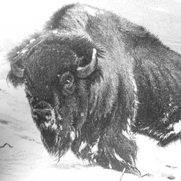 Profile photo of look4ashish